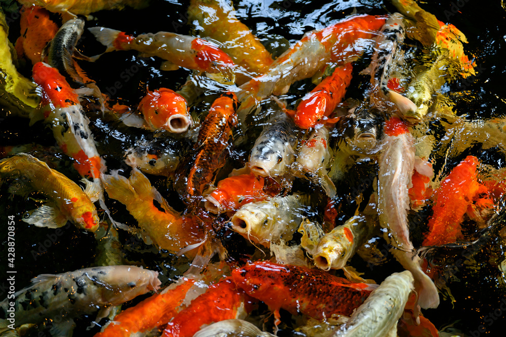A flock of colored koi carps near the surface. A flock of colored koi carps near the surface.