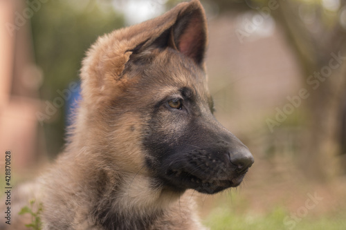 German shepherd puppy playing in the grass in a country house