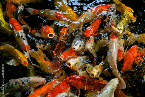 A flock of colored koi carps near the surface.