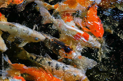 A flock of colored koi carps near the surface.