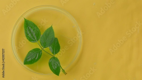 Fresh green plant leaves on chemical glassware on water surface on yellow background. Top view. Plant-based cosmetic production, science-based skin care development, organic natural ingredients