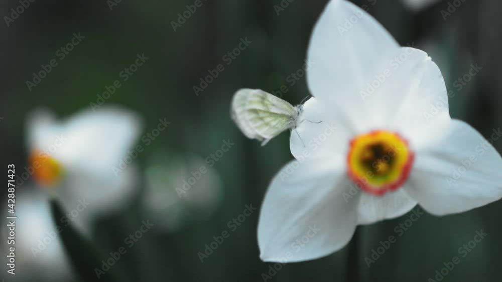 Wild white daffodils with a butterfly on the petal in evening light Wild white daffodils with a butterfly on the petal in evening light