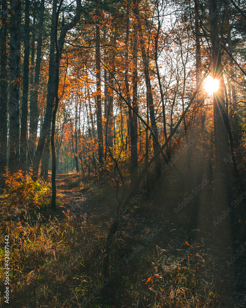 Obraz premium Forest during autumn with sun shining