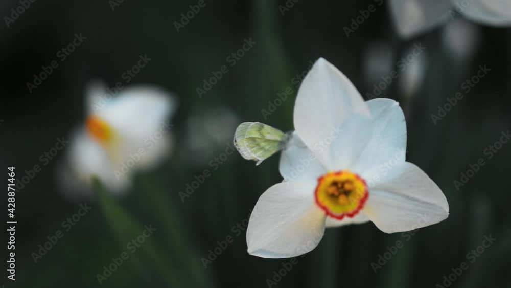 Wild white daffodils with a butterfly on the petal in evening light Wild white daffodils with a butterfly on the petal in evening light
