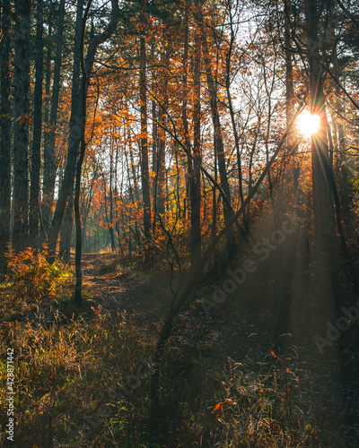 Fototapeta Naklejka Na Ścianę i Meble -  Forest during autumn with sun shining