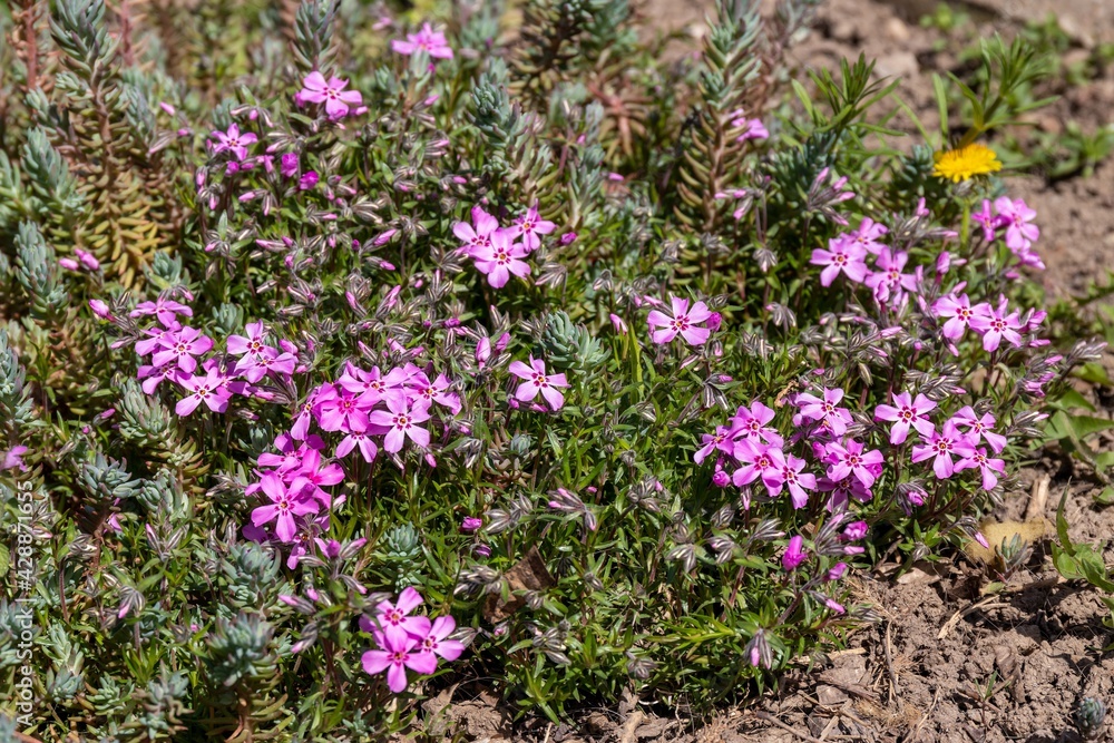 Bright pink Phlox subulata flowers in the spring sun