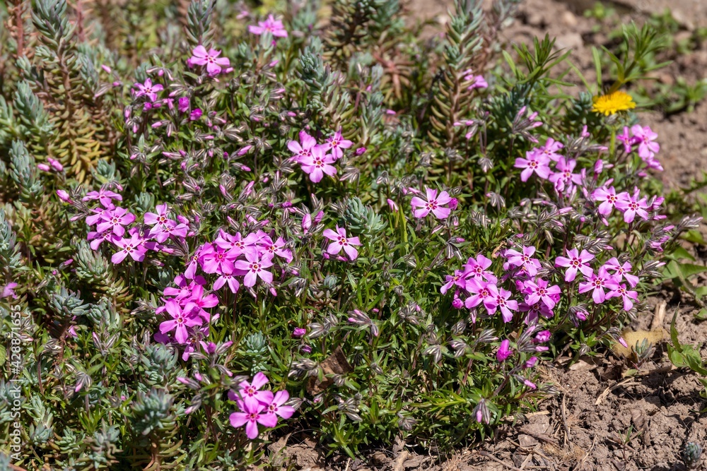 Obraz premium Bright pink Phlox subulata flowers in the spring sun