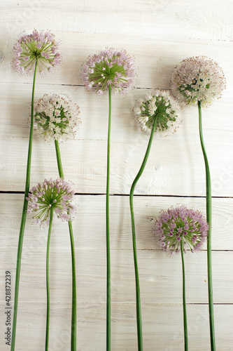 Blooming ball-shaped onion with long stems stands against the background of a wooden wall