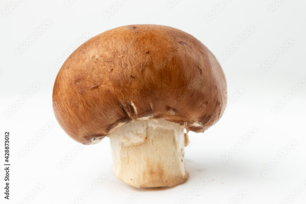 boletus edulis mushroom boletus edulis mushroom