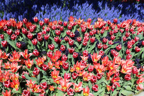 tulip garden