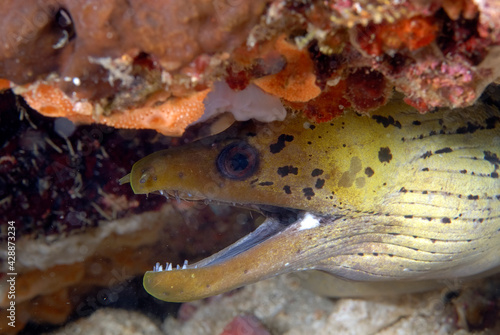 A picture of a spot face moray