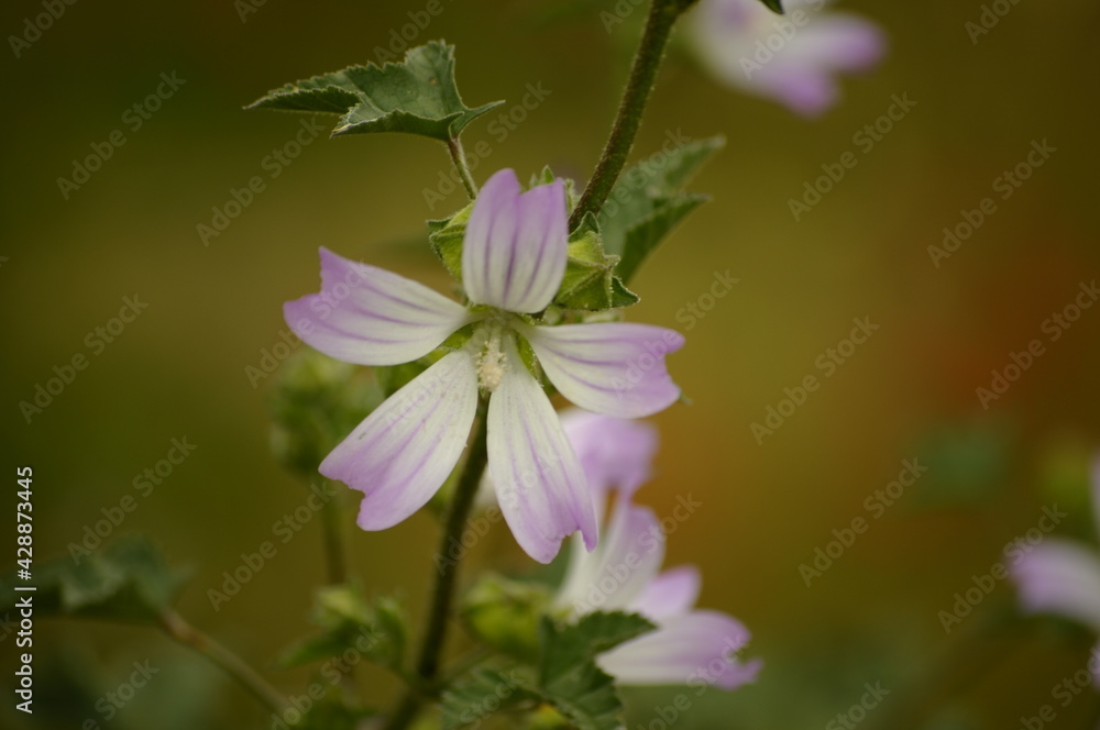Fototapeta premium Beautiful purple flower in the wild