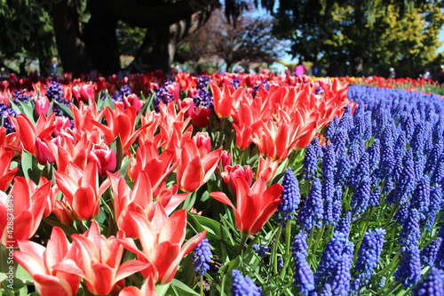 tulip garden in spring