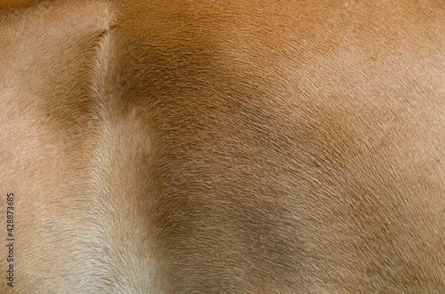 Close up of fur of a Haflinger horse