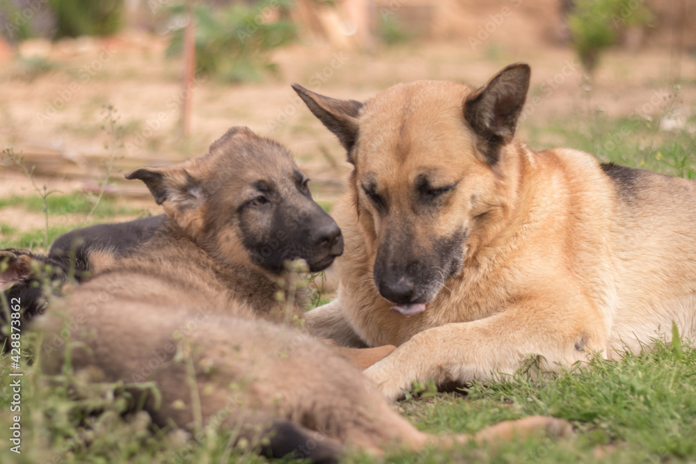 Pair of German Shepherd puppies playing with their mother side by side on the lawn of a country house Pair of German Shepherd puppies playing with their mother side by side on the lawn of a country house