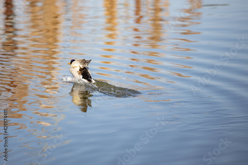 Pato en el  lago de Seseña
