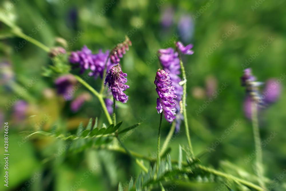 Purple mouse polka dots on a background of green leaves