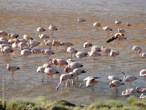 Flamingos feed on Bolivia's red lagoon