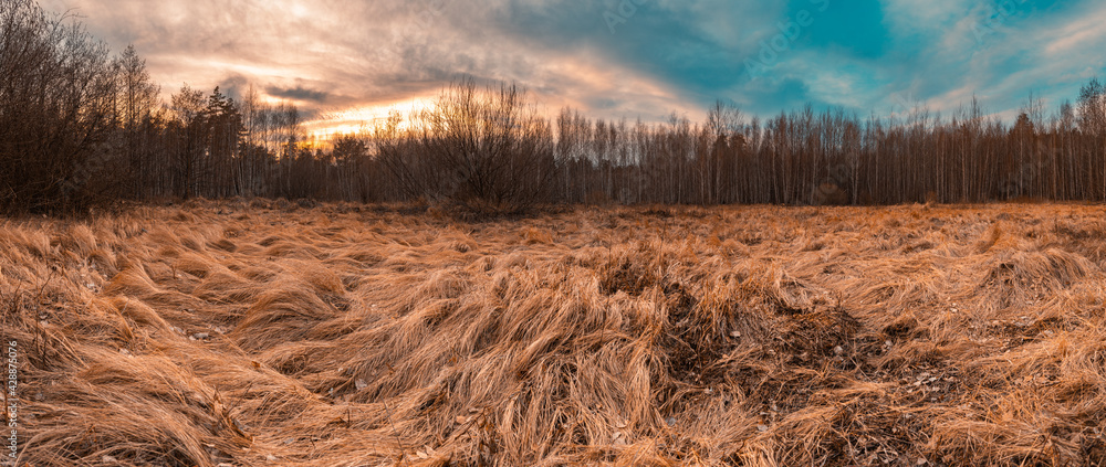 Fototapeta premium Sunset in a field of grass against a background of a birch forest under a dramatic sky