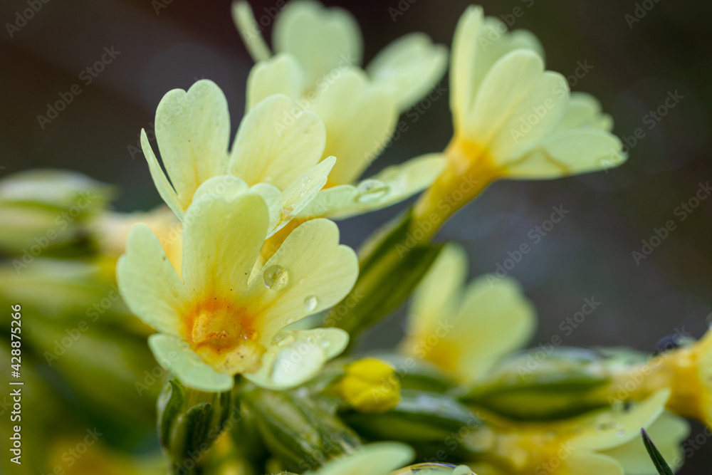 Hohe Schlüsselblume, primula elatior im Garten
Hohe Schlüsselblume, primula elatior im Garten