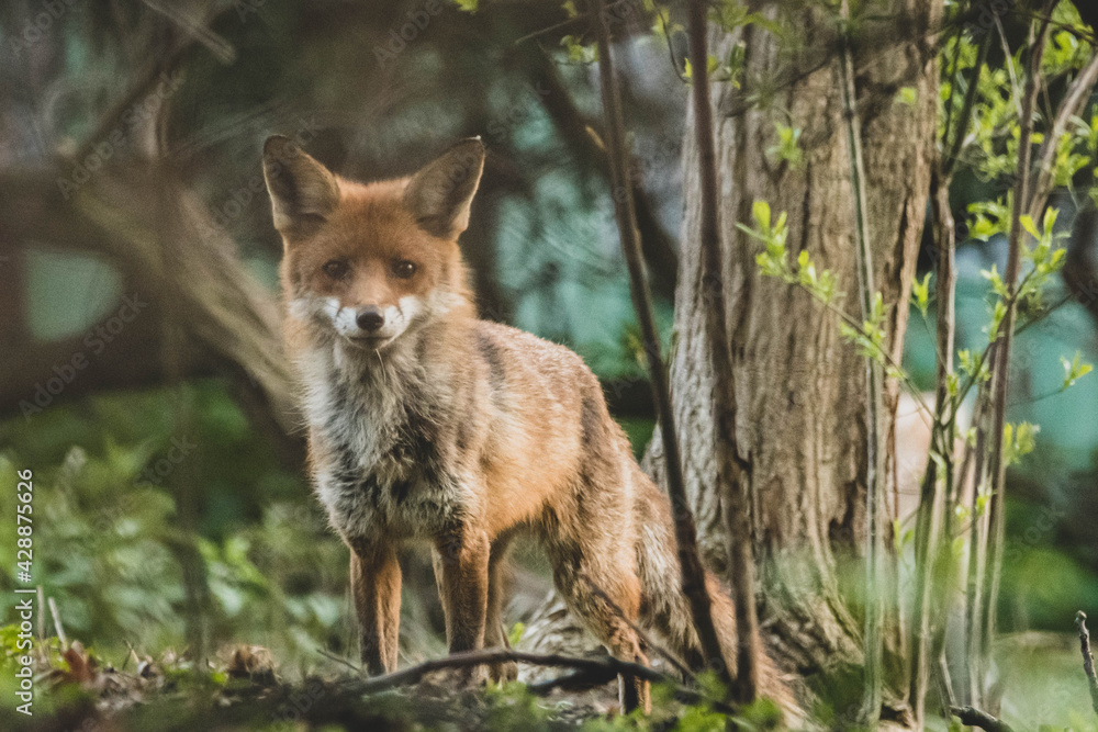 Fuchs in der Großstadt