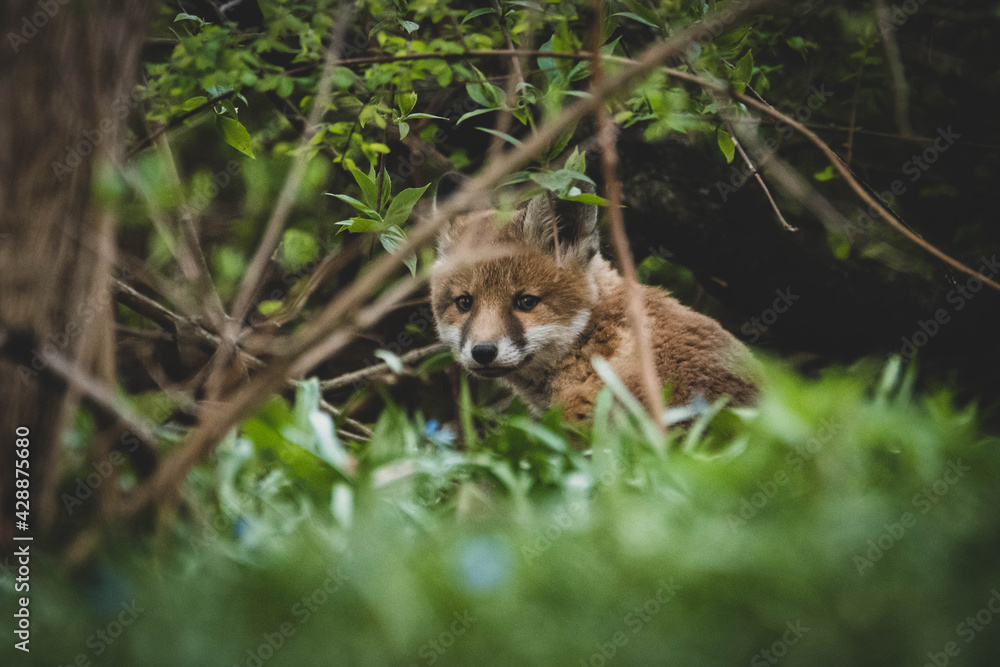 Fototapeta premium Fuchs in der Großstadt Nachwuchs