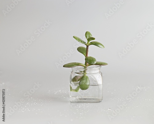 Small succulent plants in glass jars. 
