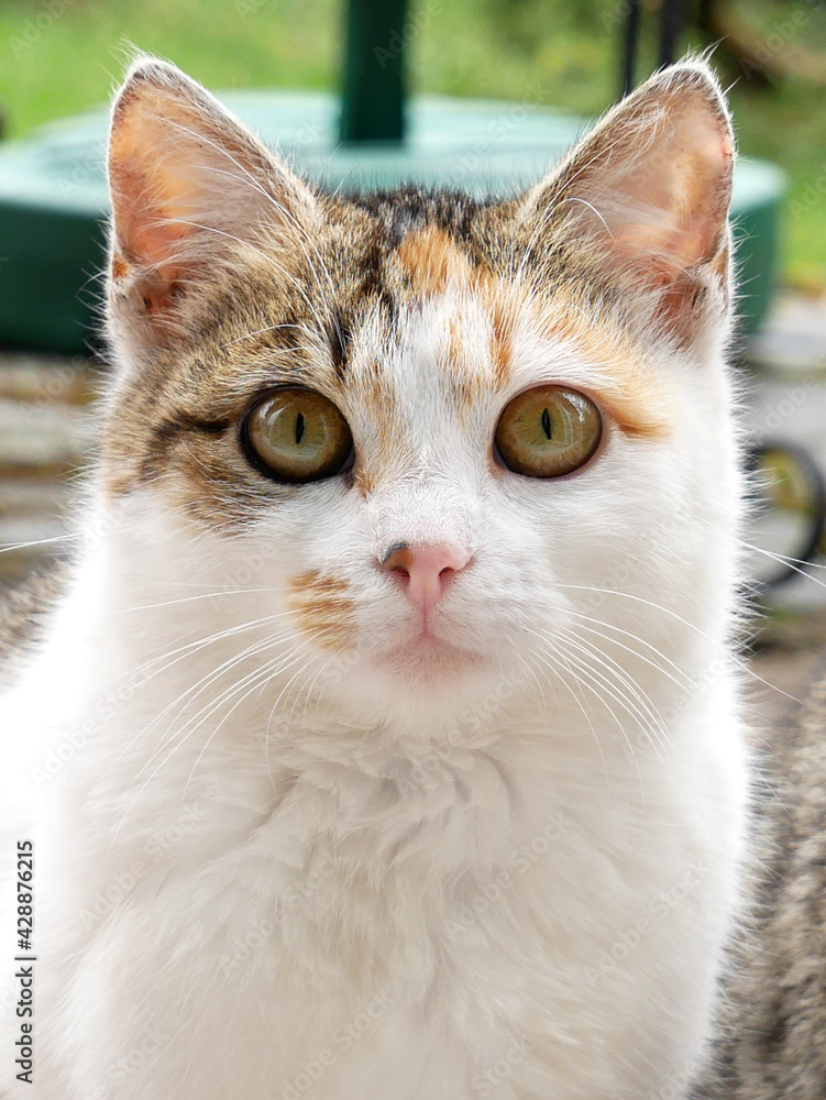 Young cat in garden. Close up portrait. Young cat in garden. Close up portrait.