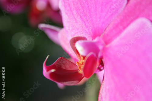 Pink orchid close-up