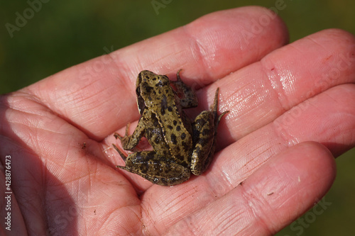 Young Common frog (Rana temporaria). Family true frogs (Ranidae). On the hand in a Dutch garden in the spring. April, Netherlands.