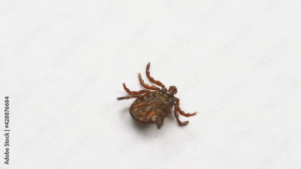 Macro Video of Encephalitis Tick Insect Crawling. Encephalitis Virus or Lyme Borreliosis Disease Infectious Dermacentor Tick Arachnid Parasite on White Background. Macro Video of Encephalitis Tick Insect Crawling. Encephalitis Virus or Lyme Borreliosis Disease Infectious Dermacentor Tick Arachnid Parasite on White Background.