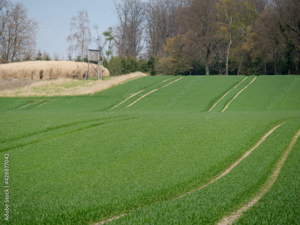 Fototapeta premium Das Dorf Darup in den Baumbergen