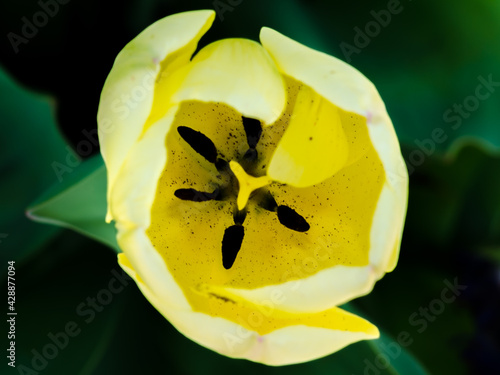 yellow tulip flower5-3
