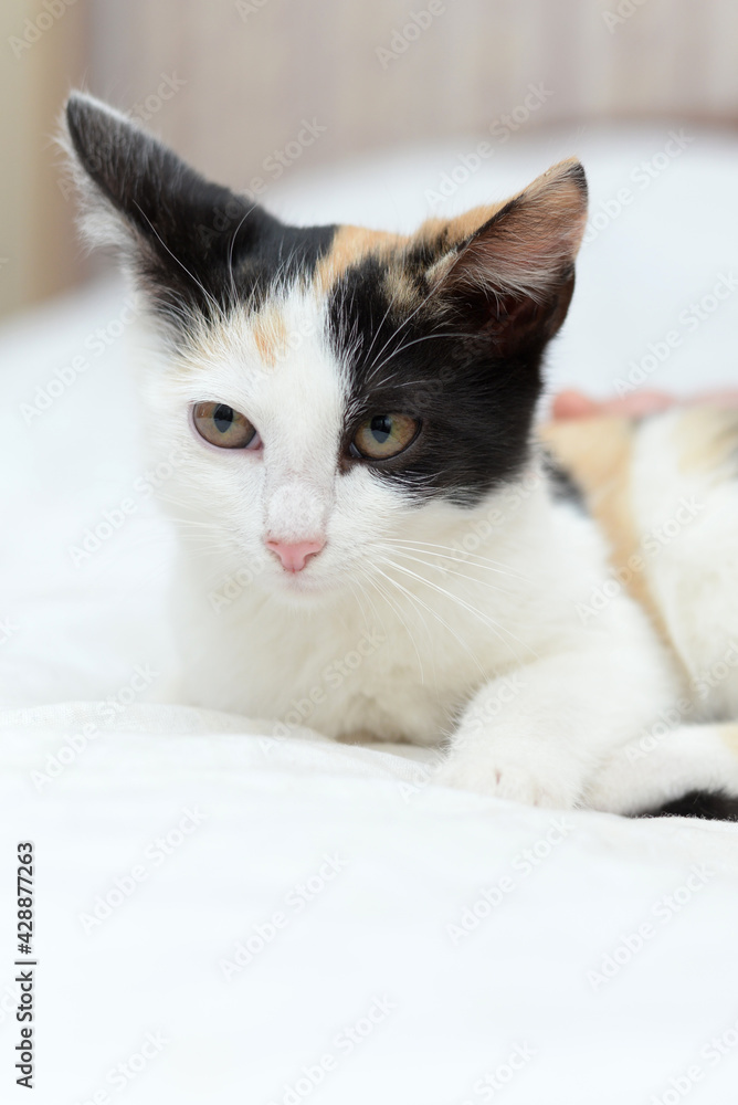 Fototapeta premium Very cute fluffy tricolor kitten