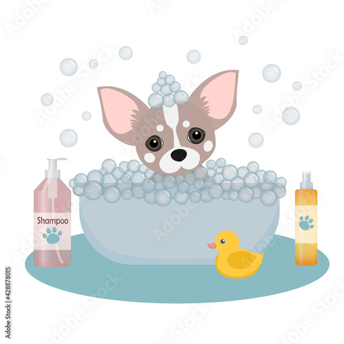 Grooming concept. Animal care. Dog in soap foam. Vector cartoon style illustration. pet shop logo design. Dog grooming logo design. Pet shop banner. chihuahua getting groomed at pet grooming salon.