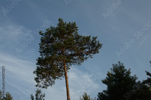 Sunny pine tree crest on a long trunk on a blue sky in Ermenonville forest, Oise, France 