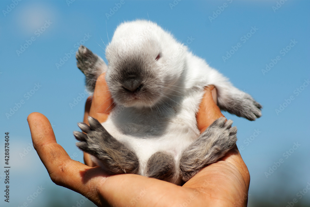 Small white rabbit in a man's hand on a background of blue sky.