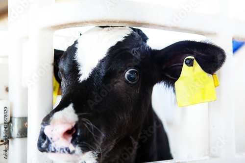 A cute calf in a calf barn at a dairy farm.  photo