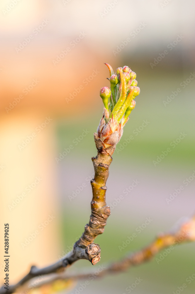 Bud of Pyrus calleryana Chanticleer tree in spring. Bud of Pyrus calleryana Chanticleer tree in spring.