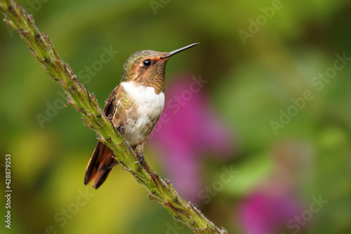 Scintillant Hummingbird - Selasphorus scintilla bird endemic to Costa Rica and Panama, replaced at higher elevations by its relative the volcano hummingbird, Selasphorus flammula. Sitting in the bush photo