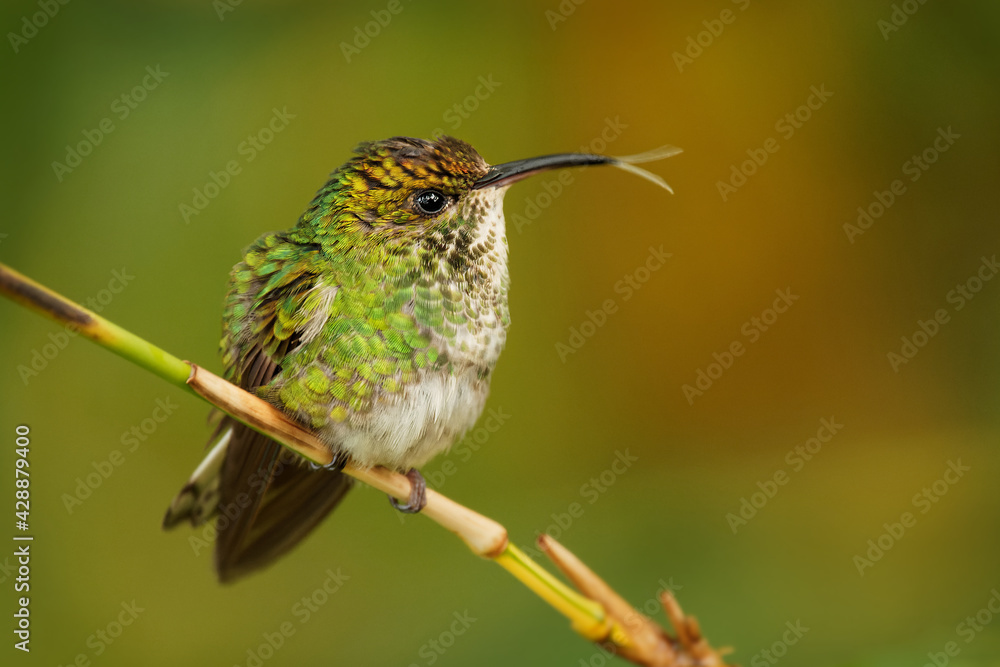 Fototapeta premium Coppery-headed Emerald - Elvira cupreiceps small hummingbird endemic to Costa Rica, bird feeds on nectar and small invertebrates, Pacific slope of Guanacaste and Tilarán Cordilleras