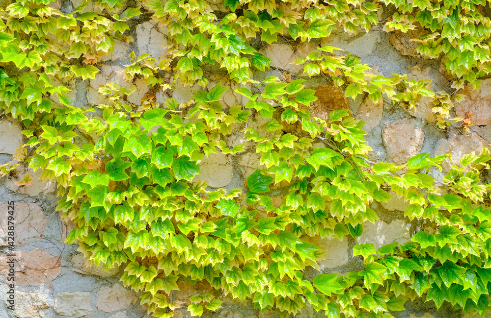The texture of the green leaves of the maiden grape creeper on the stone wall