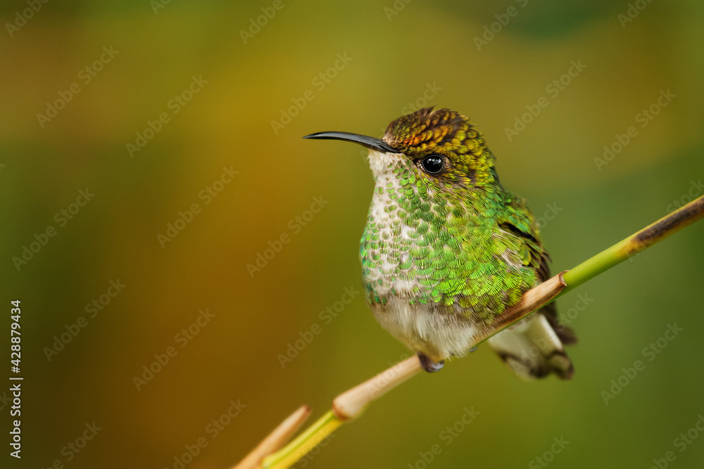 Fototapeta premium Coppery-headed Emerald - Elvira cupreiceps small hummingbird endemic to Costa Rica, bird feeds on nectar and small invertebrates, Pacific slope of Guanacaste and Tilarán Cordilleras