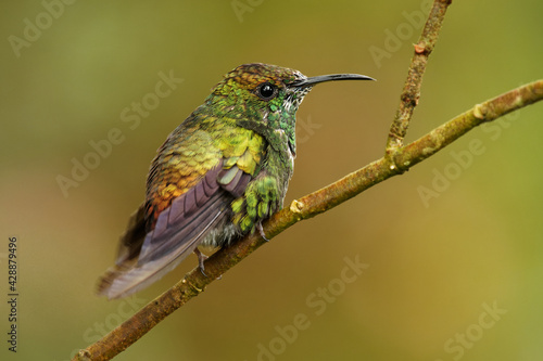 Coppery-headed Emerald - Elvira cupreiceps small hummingbird endemic to Costa Rica, bird feeds on nectar and small invertebrates, Pacific slope of Guanacaste and Tilarán Cordilleras