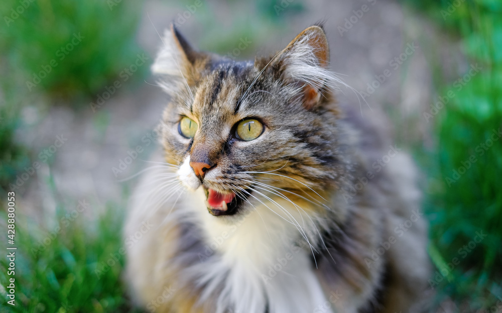 Portrait of a cat with big eyes