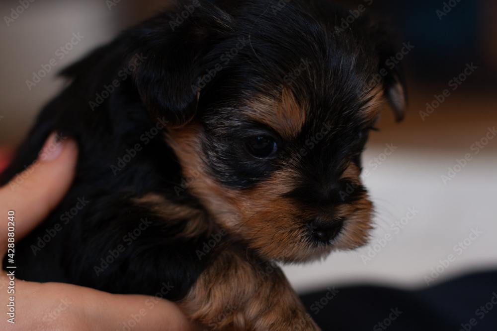 Cute Yorkie puppies 1 month old