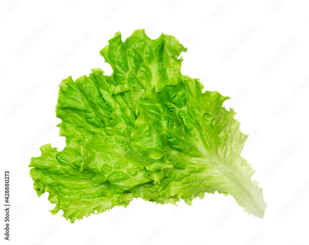 Lettuce leaves isolated on white background. Lettuce leaves isolated on white background.