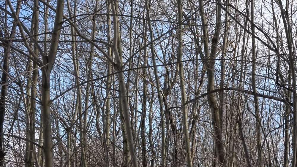 Snowy landscape of leafless trees. Natural background. Beautiful nature. Seasonal change of weather. Cold winter. Snowy landscape of leafless trees. Natural background. Beautiful nature. Seasonal change of weather. Cold winter.