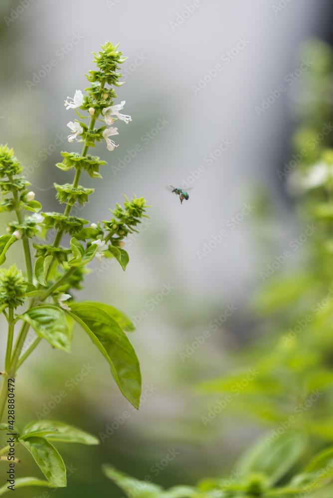 White basil flowers blooming and a flying insect coming to pollinate, background on bokeh with copy space, vertical image.