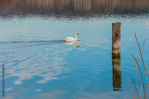 Swan at Lake Balaton, Hungary